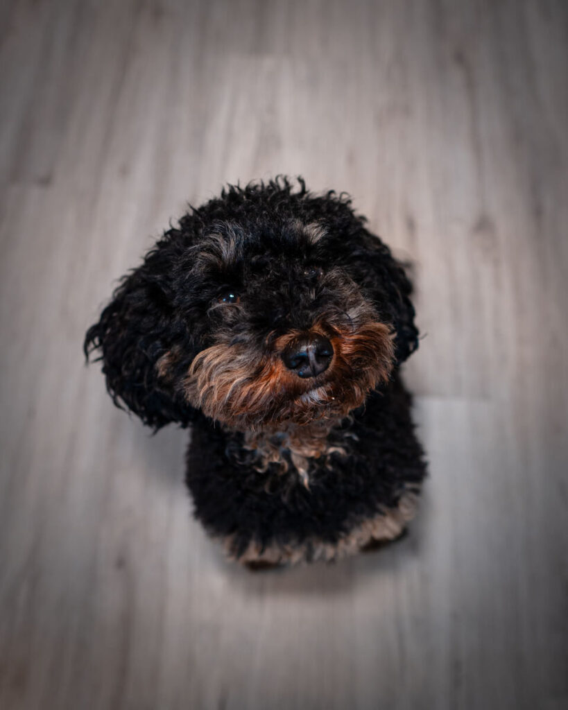 Psychologische Beratung Hannover - Therapiehund